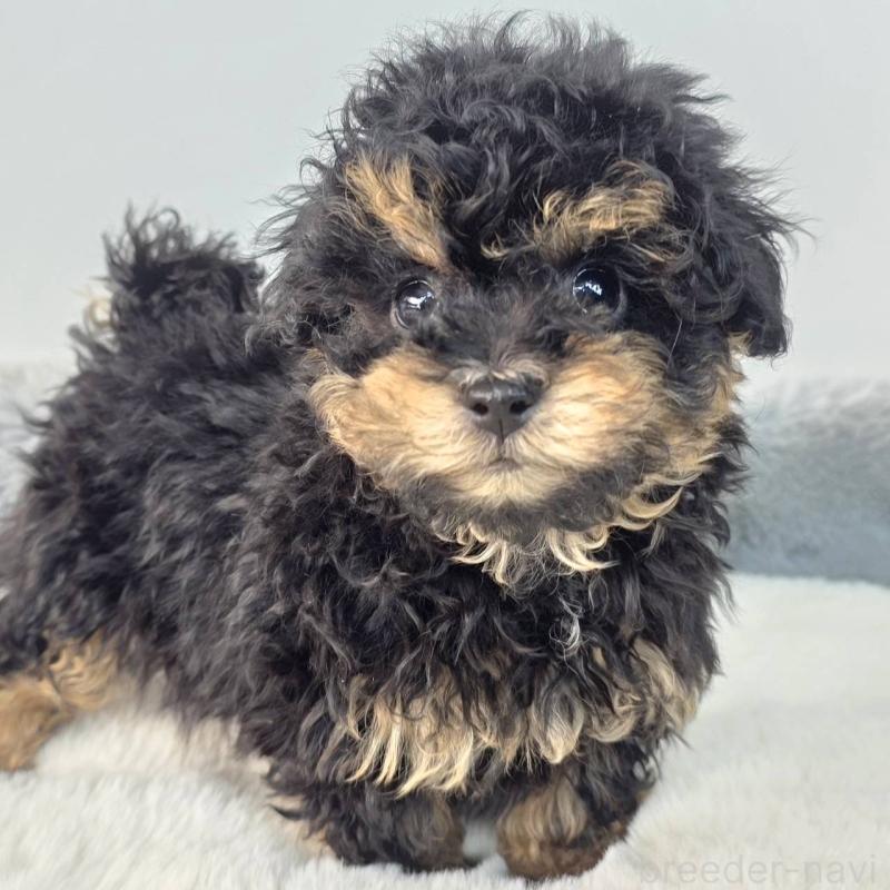 販売中の茨城県のマルプー:マルチーズ×トイプードル-437963の2枚目