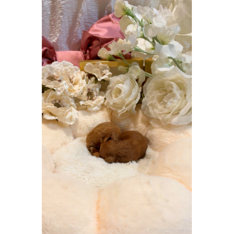 販売中の大阪府のティーカッププードル-437966の5枚目