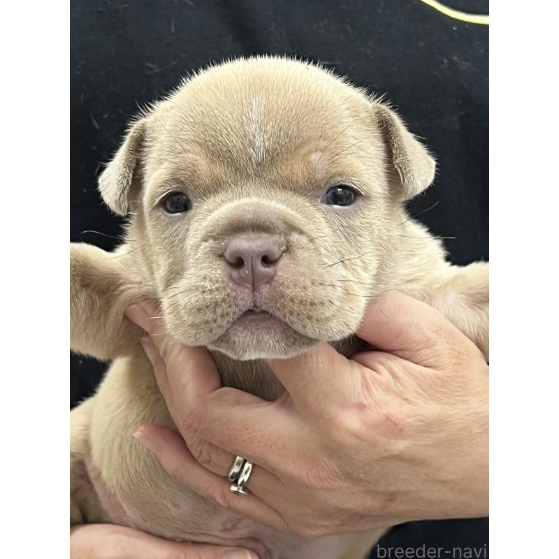 販売中の大阪府のエキゾチックブリー-435033