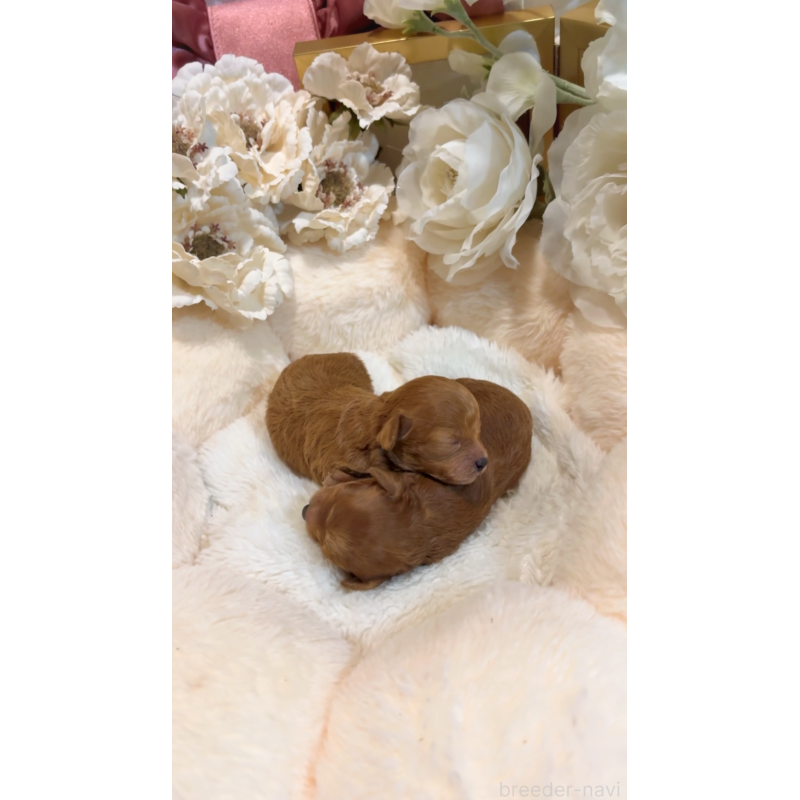 販売中の大阪府のティーカッププードル-437966の4枚目