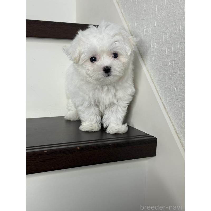 販売中の大阪府のマルチーズ-437964の5枚目