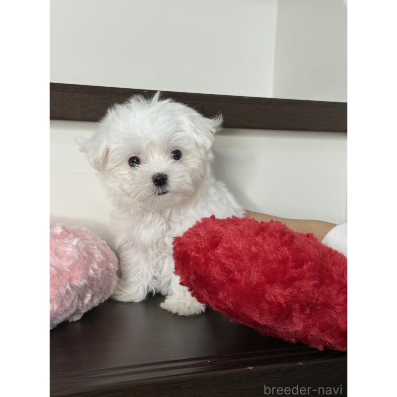 販売中の大阪府のマルチーズ-437964の4枚目