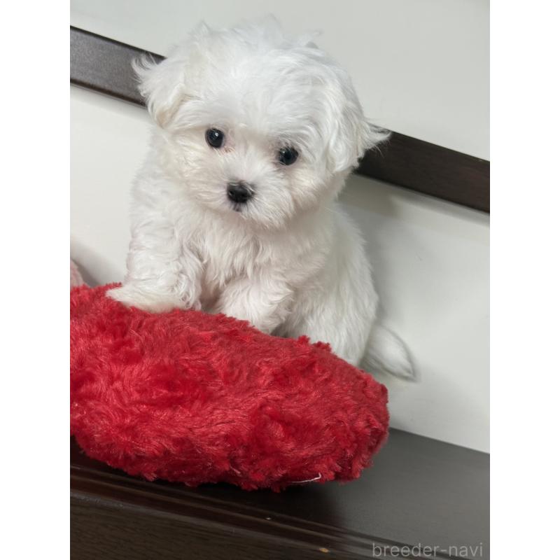 販売中の大阪府のマルチーズ-437964の3枚目