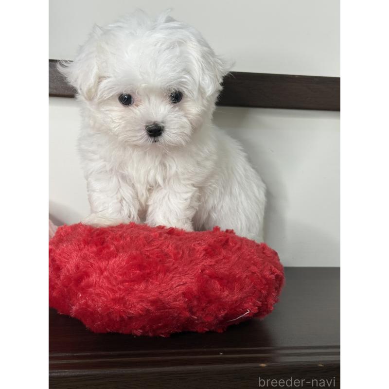 販売中の大阪府のマルチーズ-437964の2枚目