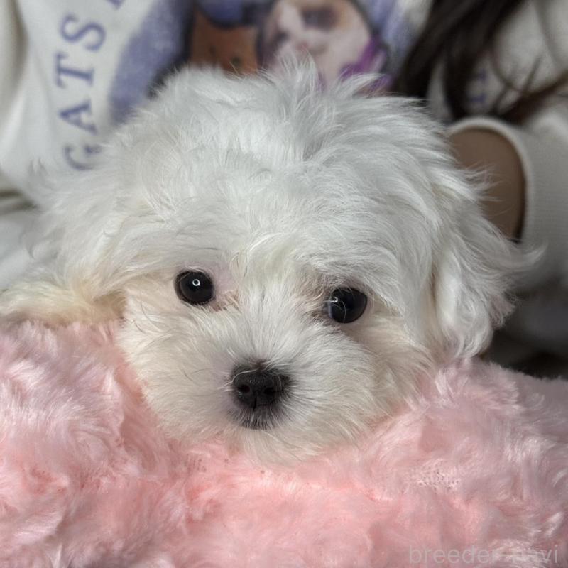 販売中の大阪府のマルチーズ-437964の1枚目