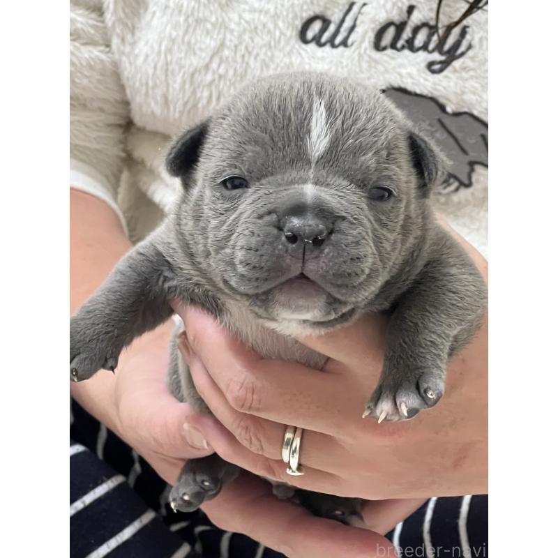 販売中の大阪府のエキゾチックブリー-437967