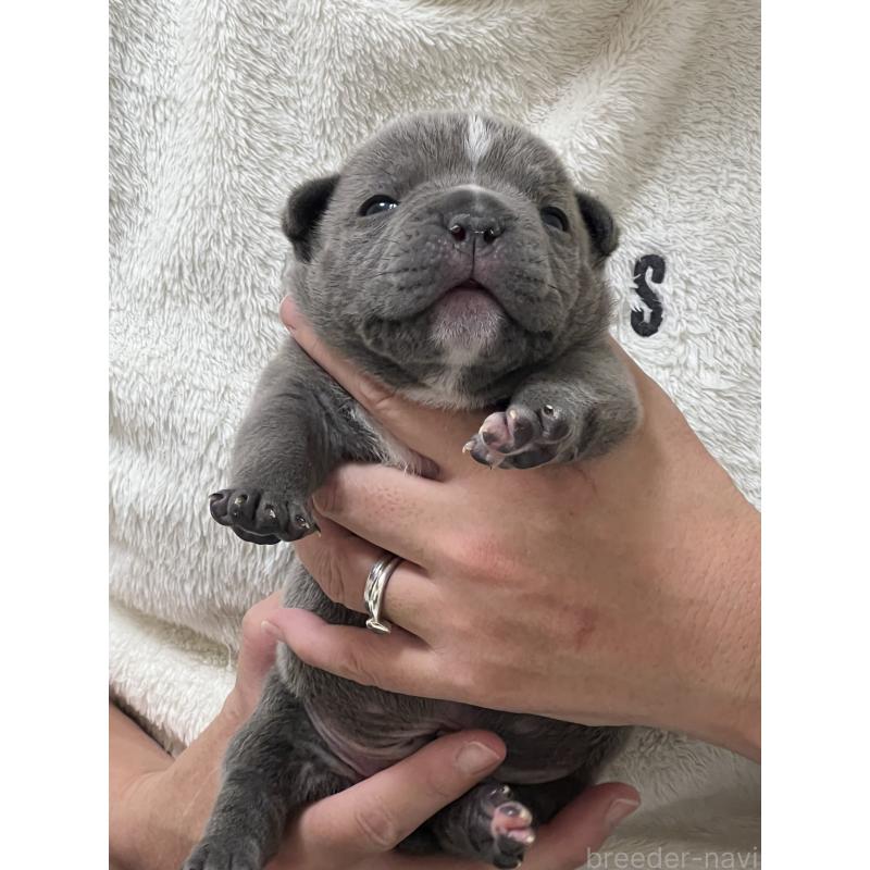 販売中の大阪府のエキゾチックブリー-437967の3枚目