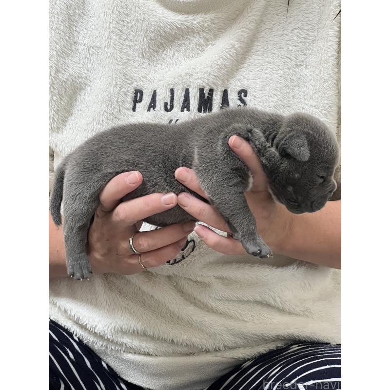 販売中の大阪府のエキゾチックブリー-437967の2枚目