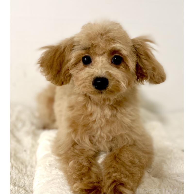 販売中の静岡県のトイプードル-437971の5枚目