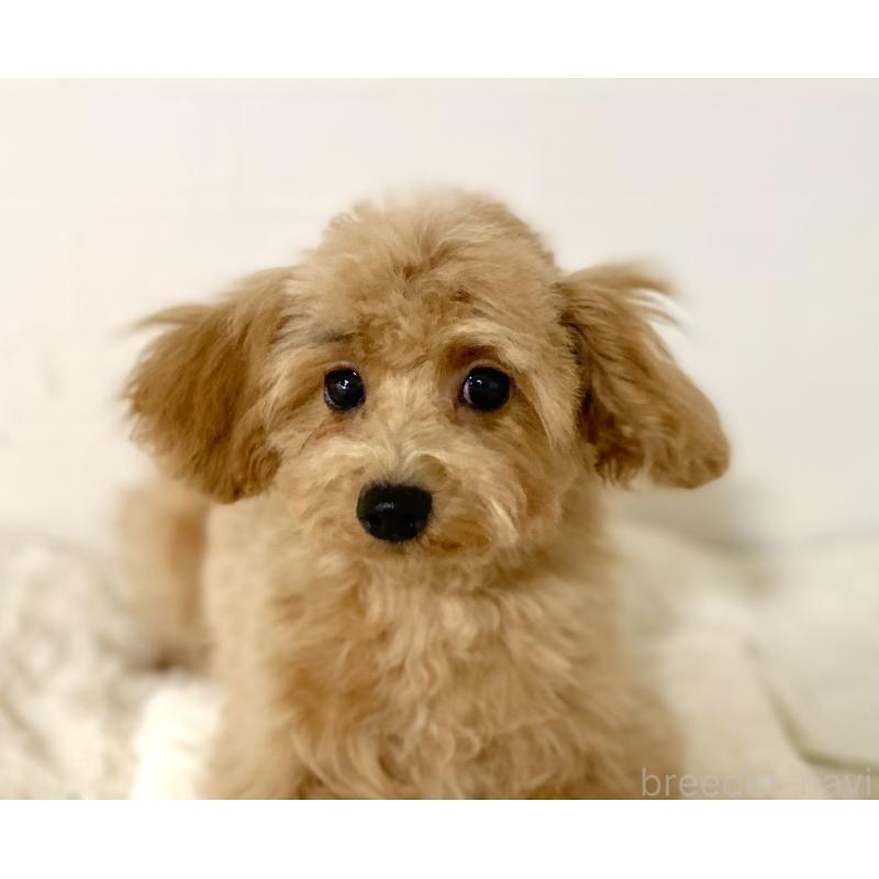 販売中の静岡県のトイプードル-437971の4枚目