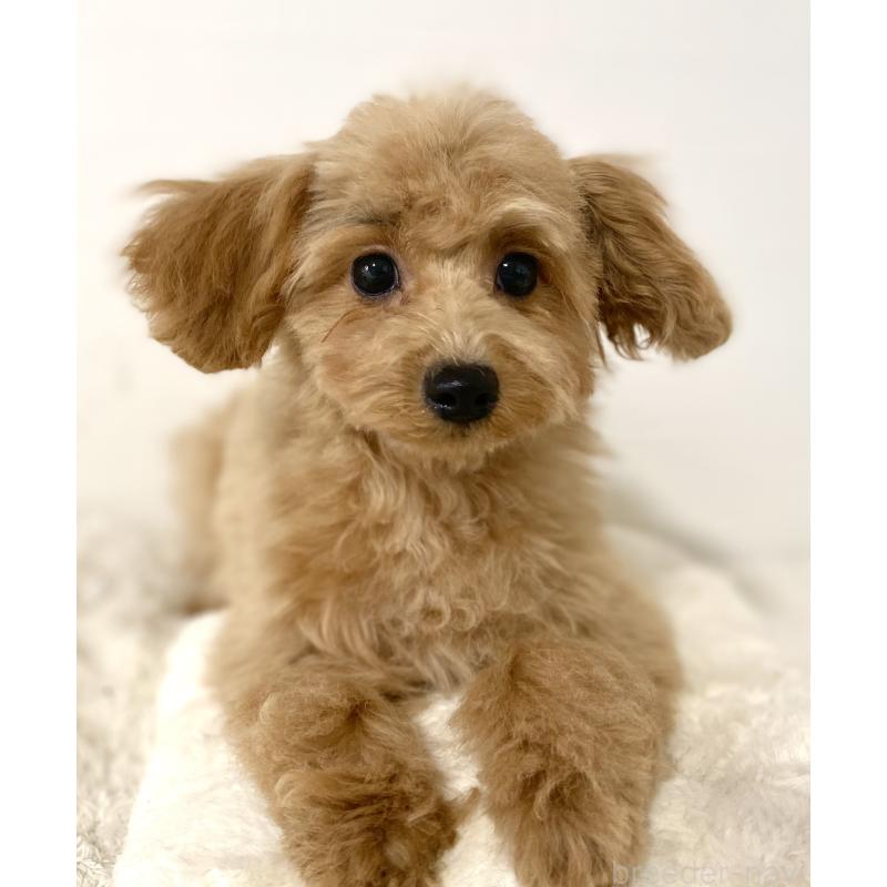 販売中の静岡県のトイプードル-437971の3枚目