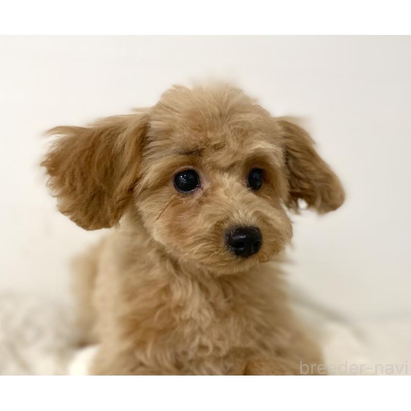 販売中の静岡県のトイプードル-437971の2枚目