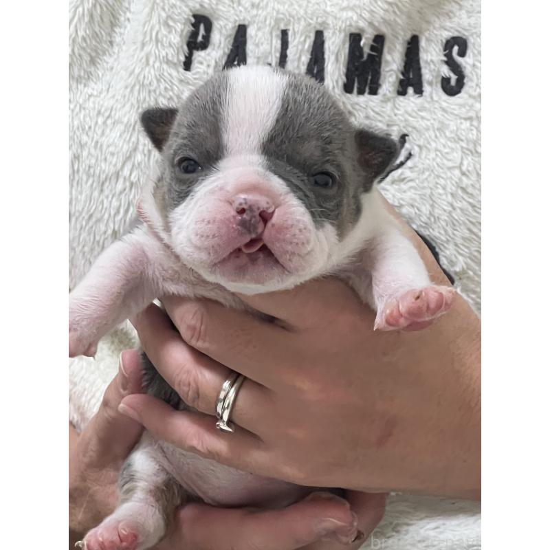 販売中の大阪府のエキゾチックブリー-437969の1枚目