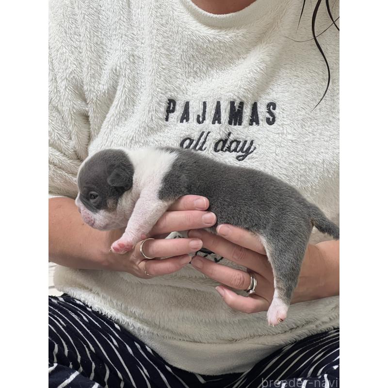 販売中の大阪府のエキゾチックブリー-437969の3枚目