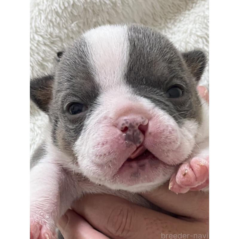 販売中の大阪府のエキゾチックブリー-437969の2枚目