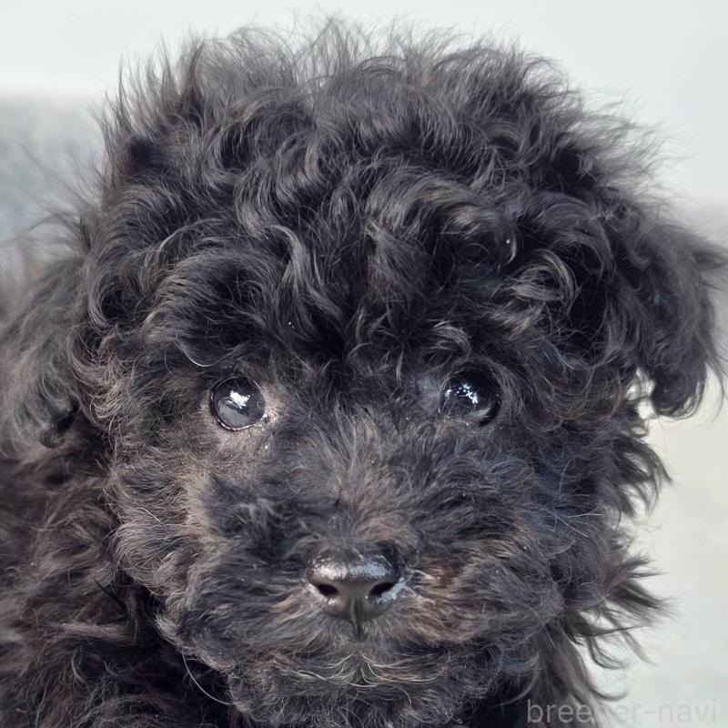 販売中の茨城県のマルプー:マルチーズ×トイプードル-437968の1枚目