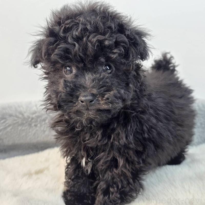 販売中の茨城県のマルプー:マルチーズ×トイプードル-437968の6枚目