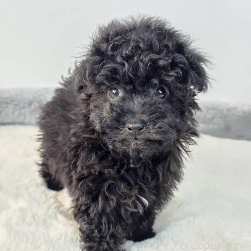 販売中の茨城県のマルプー:マルチーズ×トイプードル-437968の5枚目