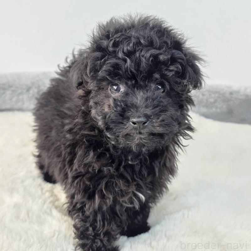 販売中の茨城県のマルプー:マルチーズ×トイプードル-437968の4枚目