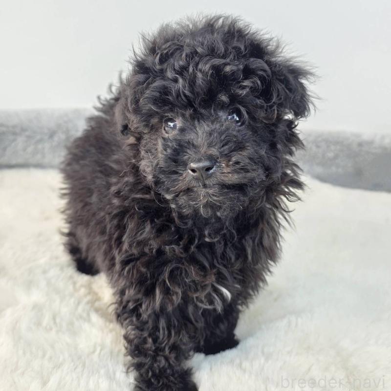 販売中の茨城県のマルプー:マルチーズ×トイプードル-437968の3枚目