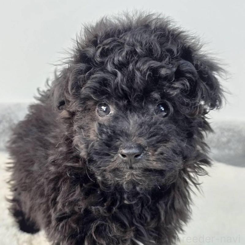 販売中の茨城県のマルプー:マルチーズ×トイプードル-437968の2枚目