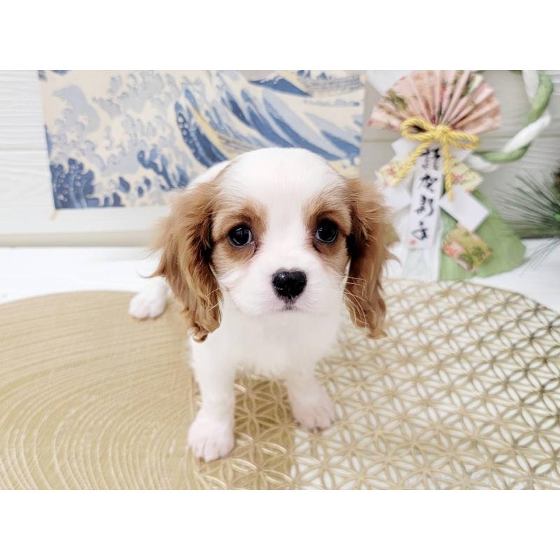 成約済の北海道のキャバリアキングチャールズスパニエル-431637の5枚目