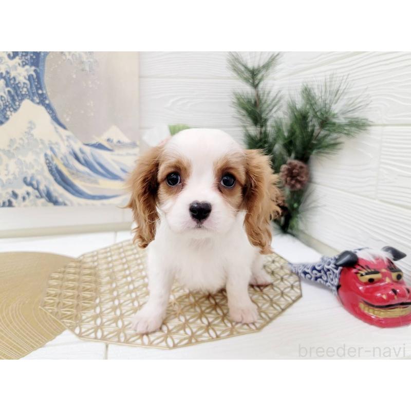 成約済の北海道のキャバリアキングチャールズスパニエル-431637の2枚目