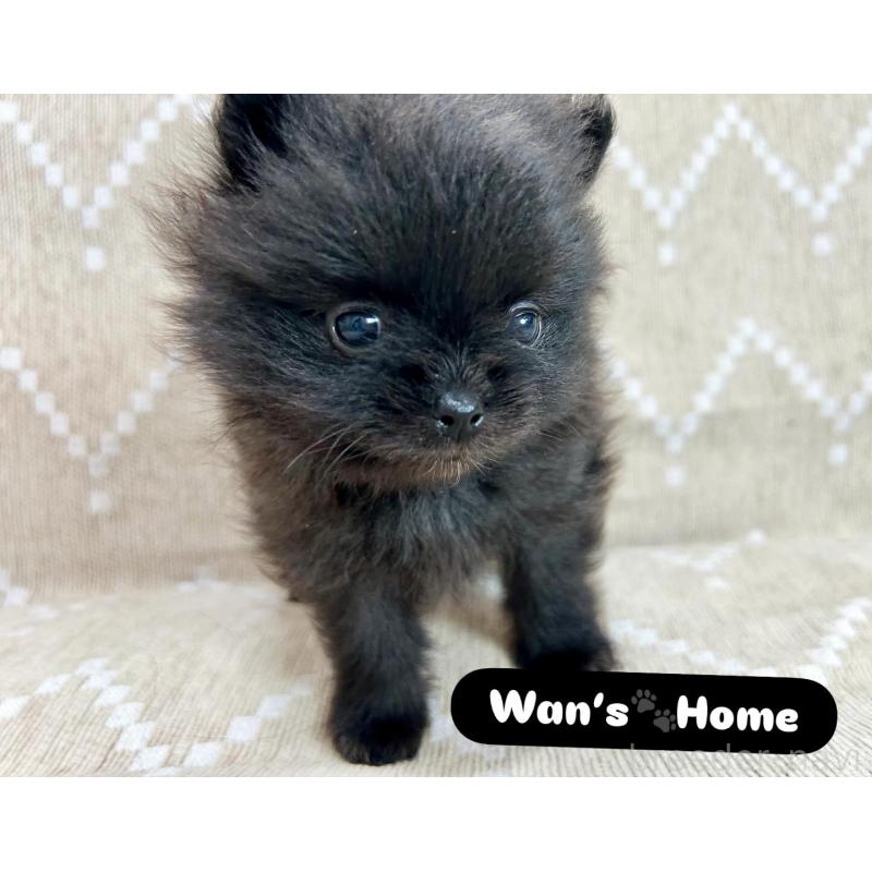 販売中の香川県のポメラニアン-437975の5枚目