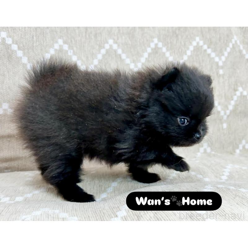 販売中の香川県のポメラニアン-437975の4枚目