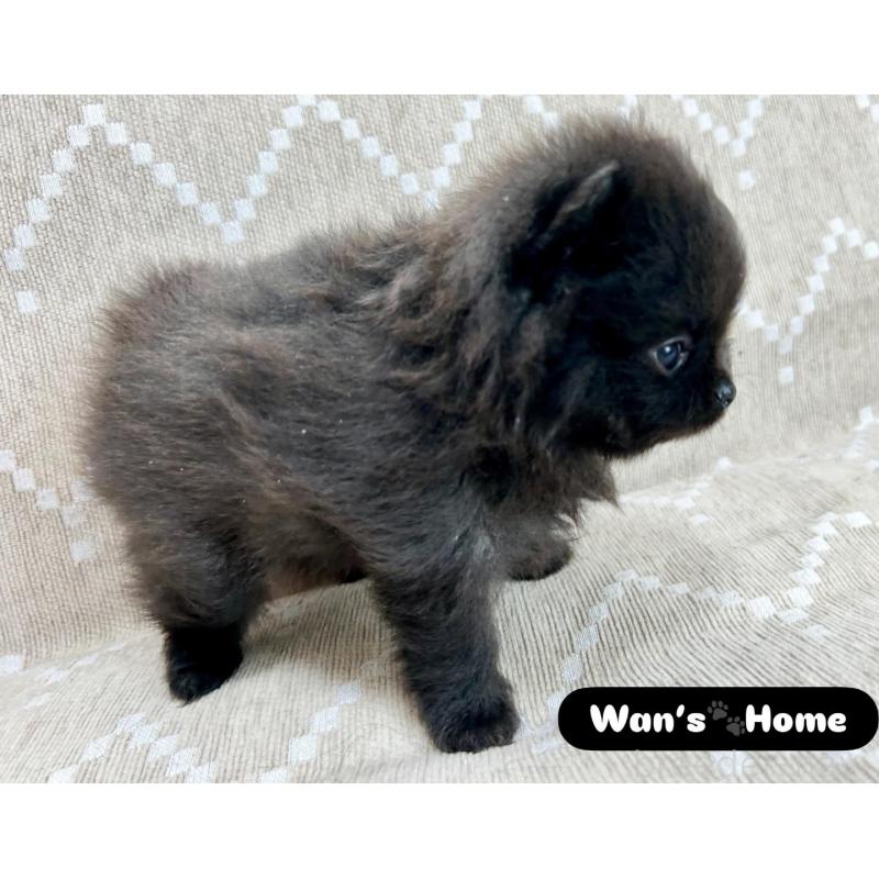 販売中の香川県のポメラニアン-437975の3枚目