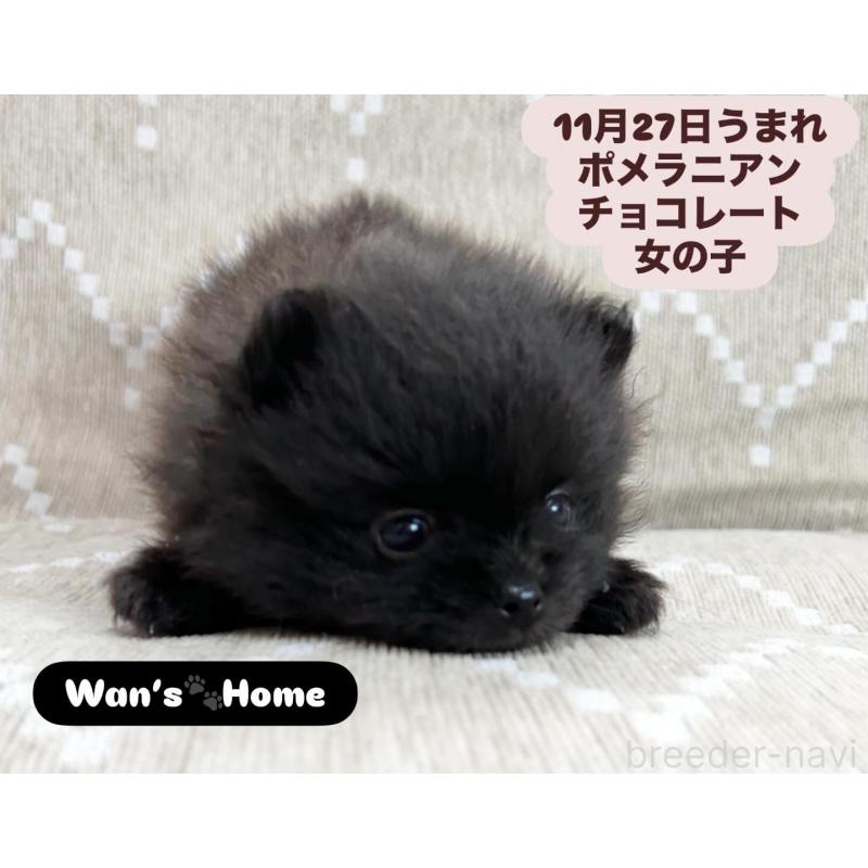 販売中の香川県のポメラニアン-437975の2枚目