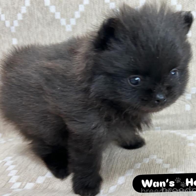 販売中の香川県のポメラニアン-437975の1枚目