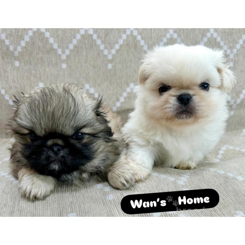 販売中の香川県のペキニーズ-437976の6枚目