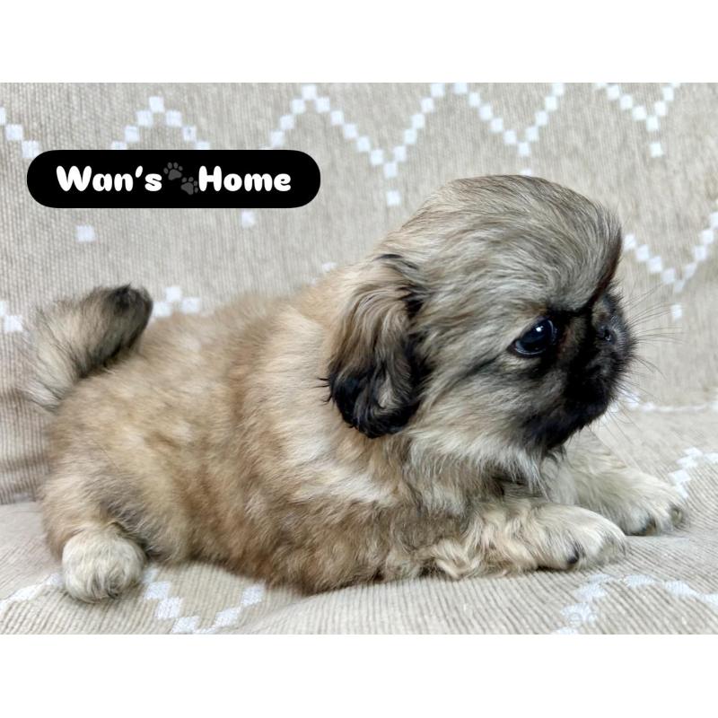 販売中の香川県のペキニーズ-437976の4枚目