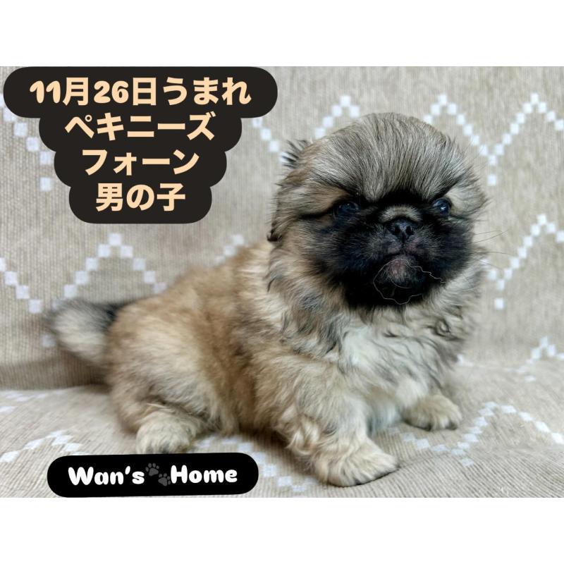 販売中の香川県のペキニーズ-437976の5枚目