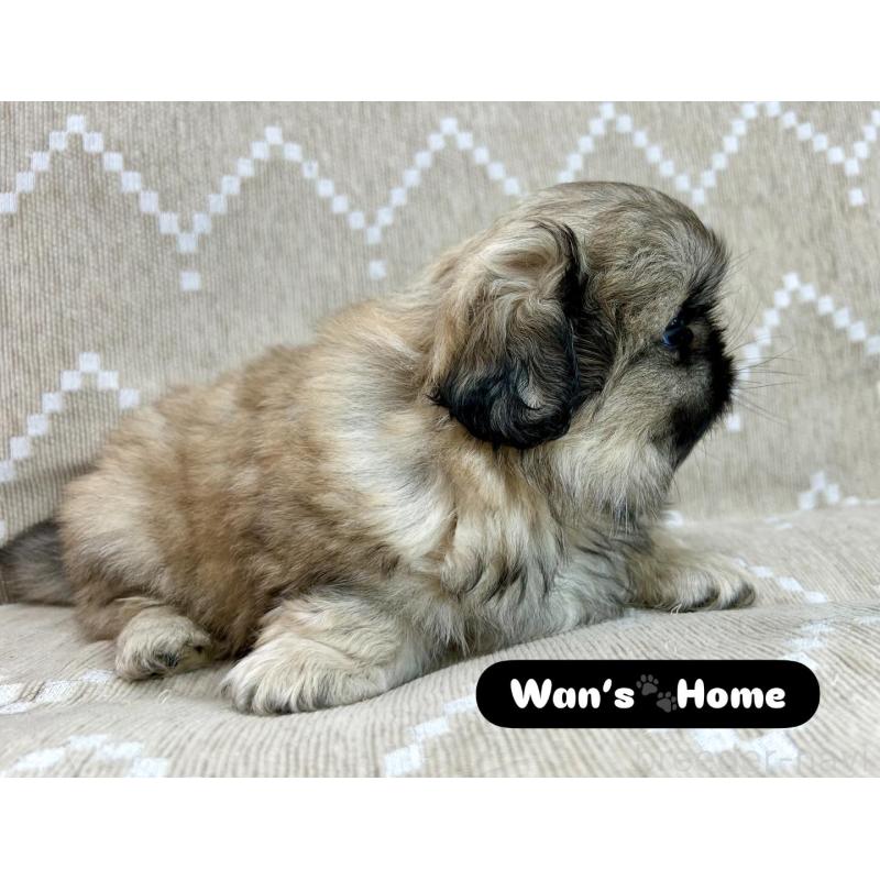 販売中の香川県のペキニーズ-437976の3枚目