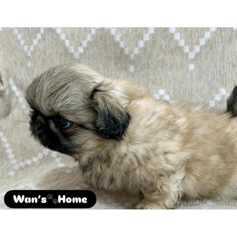 販売中の香川県のペキニーズ-437976の2枚目