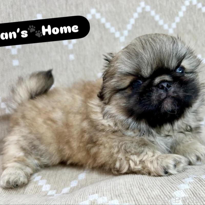 販売中の香川県のペキニーズ-437976の1枚目