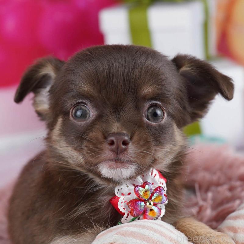 販売中の神奈川県のチワワ(ロングコート)-437981