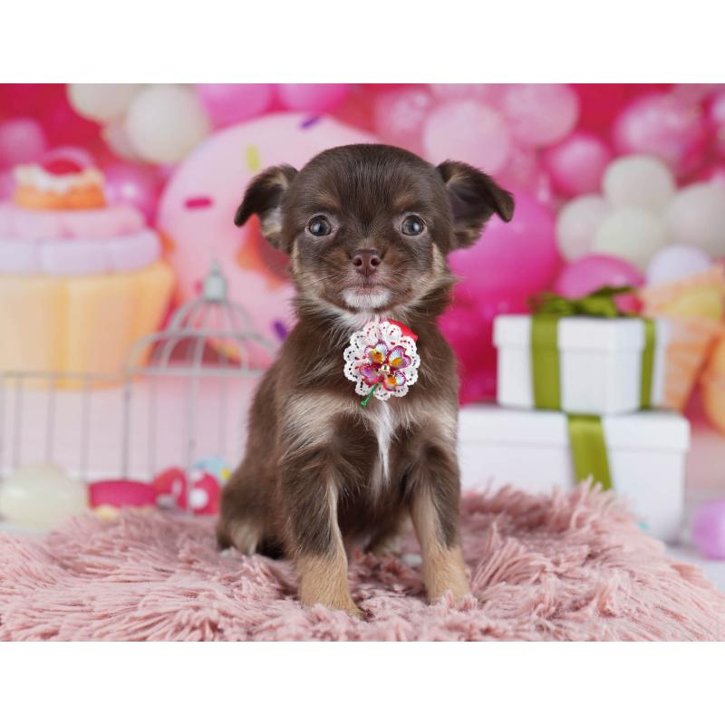 販売中の神奈川県のチワワ(ロングコート)-437981の14枚目