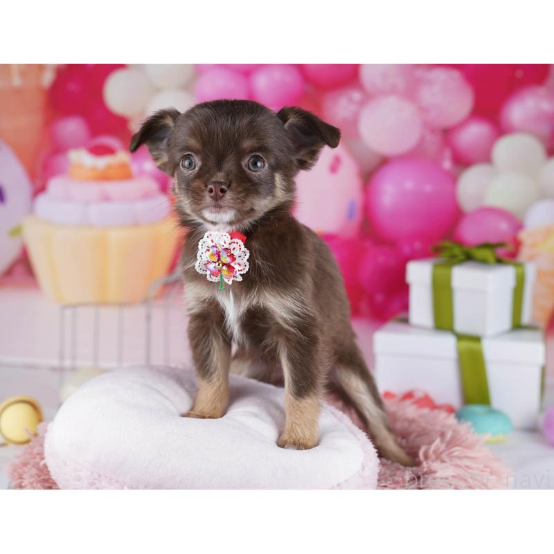 販売中の神奈川県のチワワ(ロングコート)-437981の13枚目