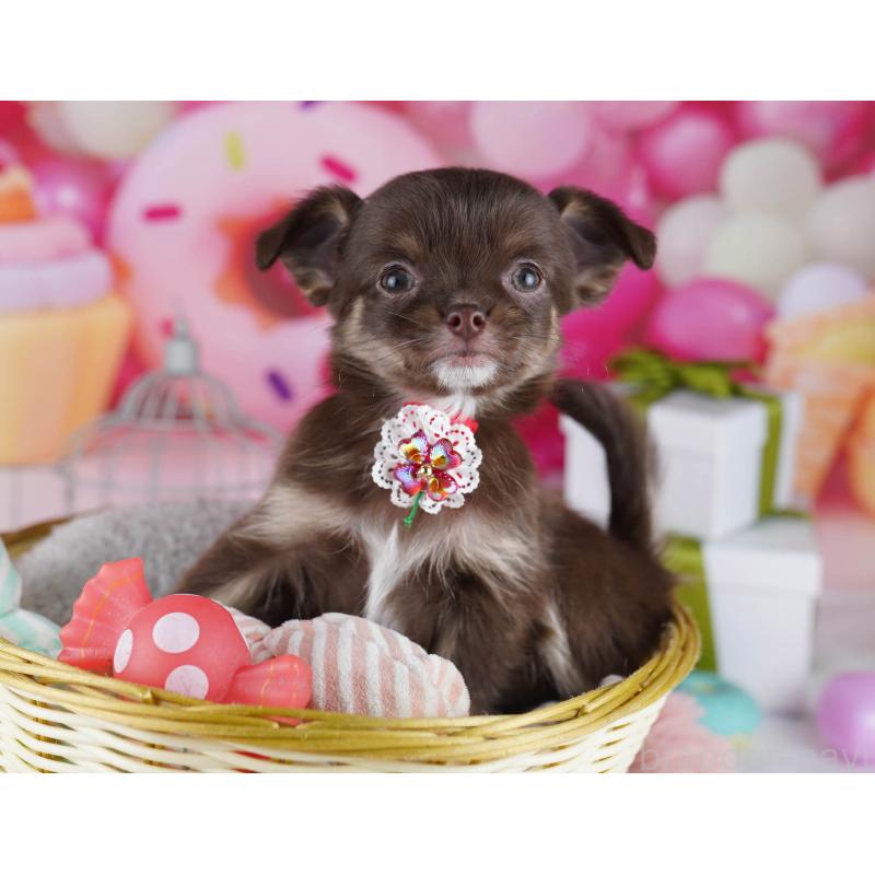 販売中の神奈川県のチワワ(ロングコート)-437981の12枚目