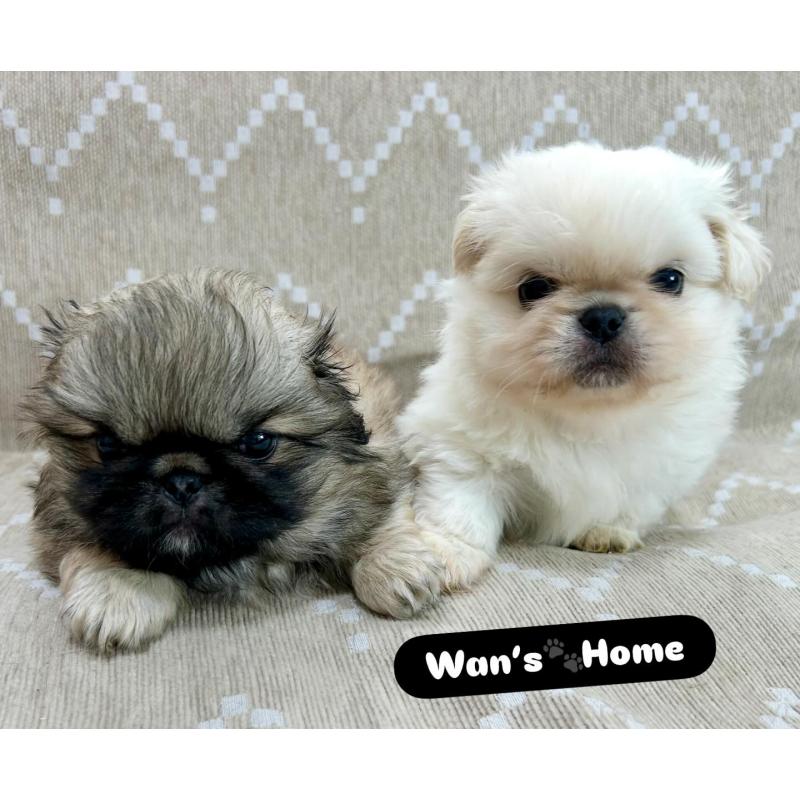 販売中の香川県のペキニーズ-437977の5枚目