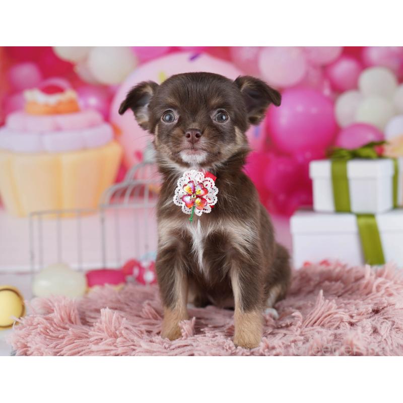 販売中の神奈川県のチワワ(ロングコート)-437981の11枚目