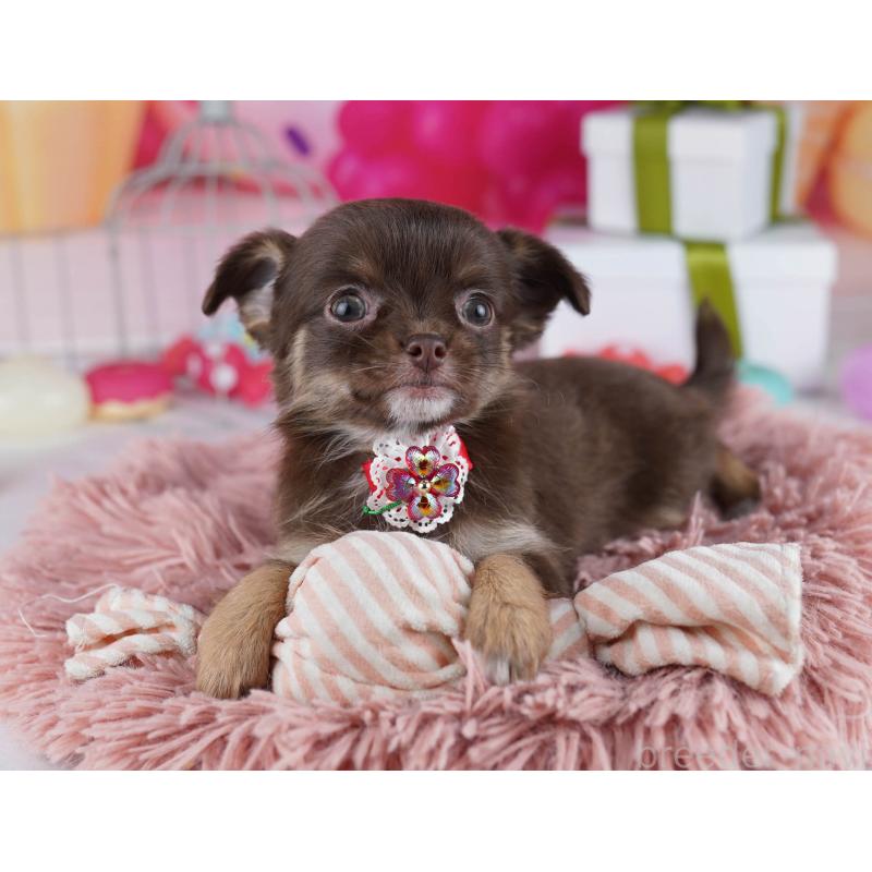 販売中の神奈川県のチワワ(ロングコート)-437981の10枚目