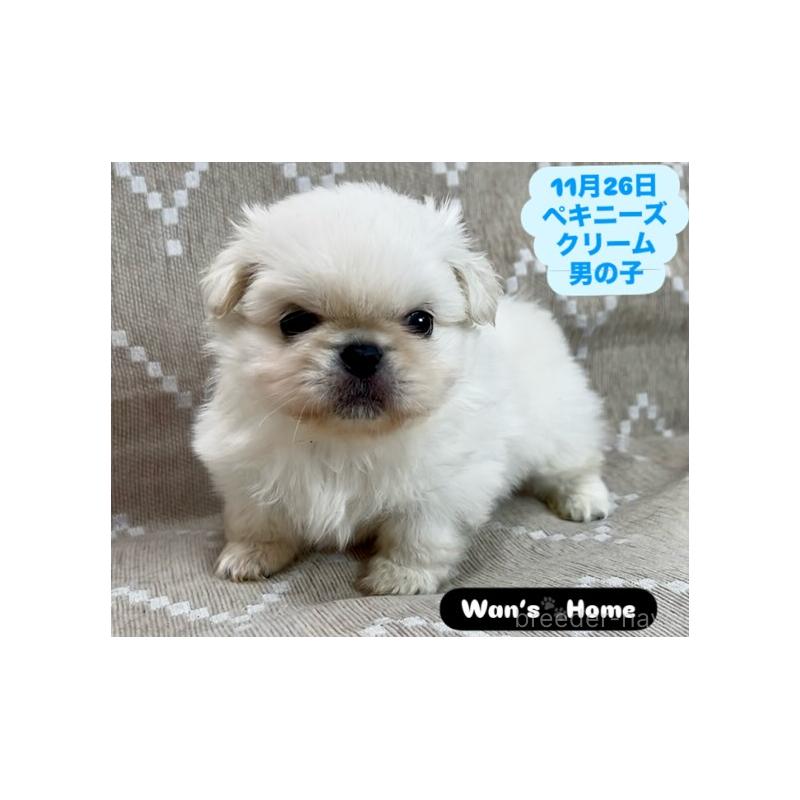 販売中の香川県のペキニーズ-437977の4枚目