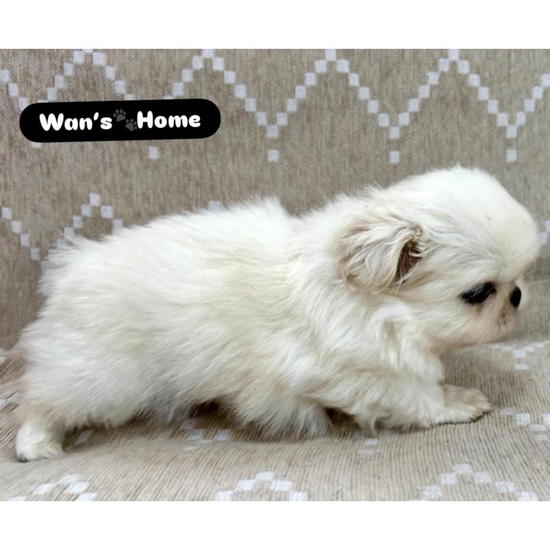 販売中の香川県のペキニーズ-437977の3枚目