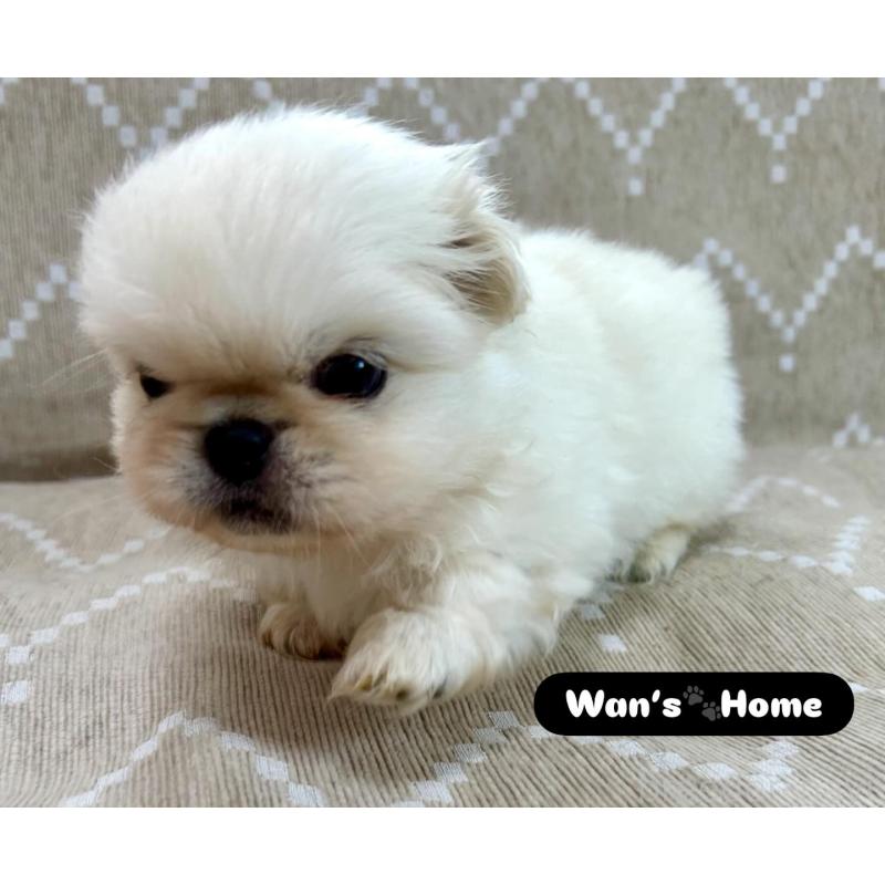 販売中の香川県のペキニーズ-437977の2枚目