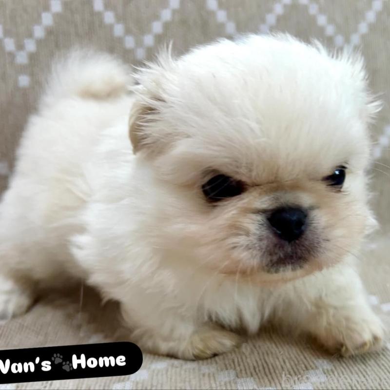 販売中の香川県のペキニーズ-437977