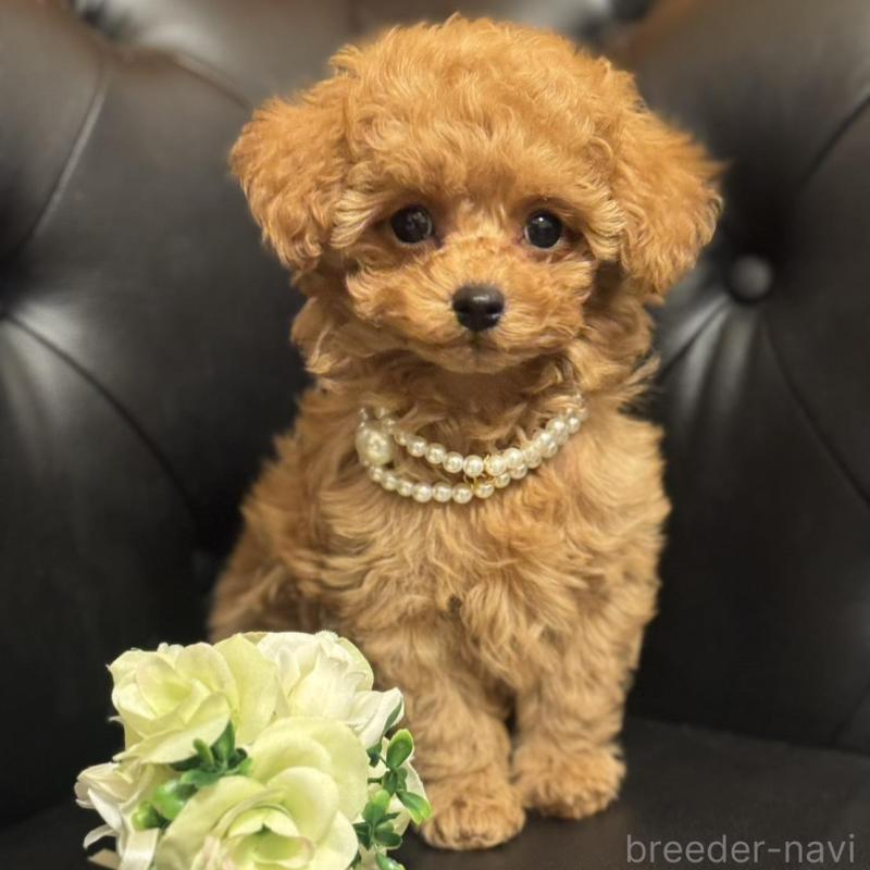 販売中の宮崎県のタイニープードル-437980の1枚目